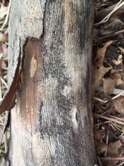 Splanchnonema platani