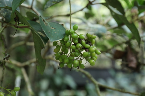 Viburnum odoratissimum observed 2024-02-28