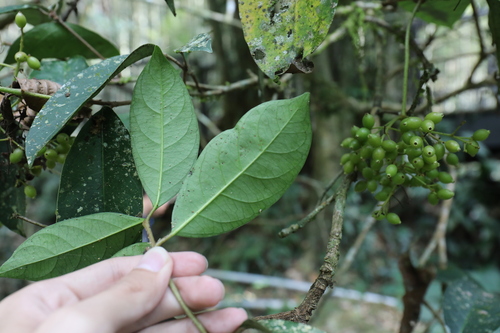 Image of Viburnum odoratissimum by (c) Yu-Chang Chen, some rights reserved (CC BY)