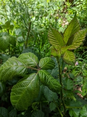 Candicantes