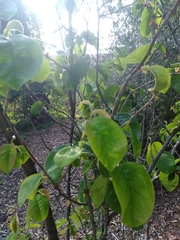 Pseudocydonia sinensis