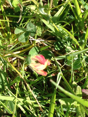 Lotus corniculatus corniculatus