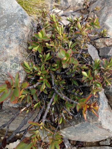 Veronica decumbens, photograph 1
