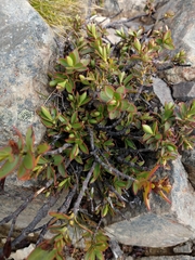 Felix Collins, CC BY, iNaturalist via GBIF Veronica decumbens, photograph Felix Collins, CC BY, iNaturalist via GBIF