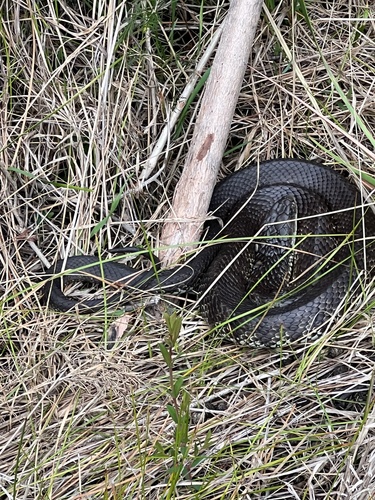 Tiger Snake sighting