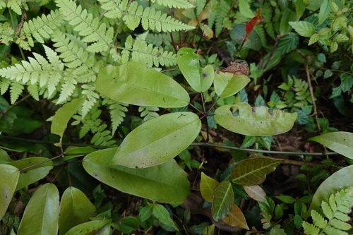 Stauntonia obovatifoliola, photograph 1