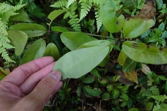 如此甚好, CC BY, iNaturalist via GBIF Stauntonia obovatifoliola, photograph 如此甚好, CC BY, iNaturalist via GBIF