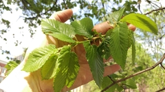 Ulmus minor