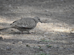 Columbina inca