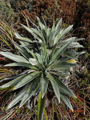 Celmisia semicordata