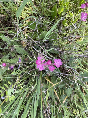 iNaturalist observation photo of checkerbloom