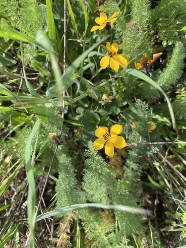 iNaturalist observation photo of California Golden Violet