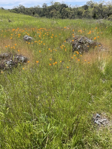 iNaturalist observation photo of California poppy