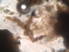 Splanchnonema platani