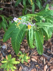 Solanum bahamense
