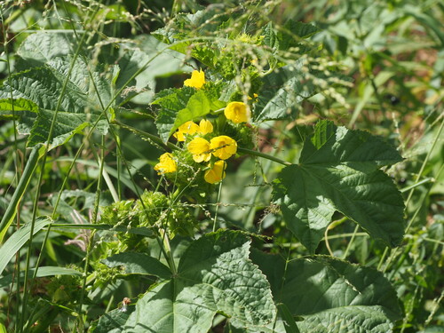 Malachra alceifolia observed 2024-03-04