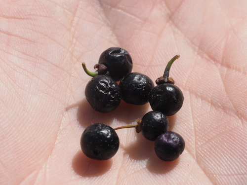 Solanum opacum observed 2024-03-04