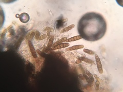 Splanchnonema platani