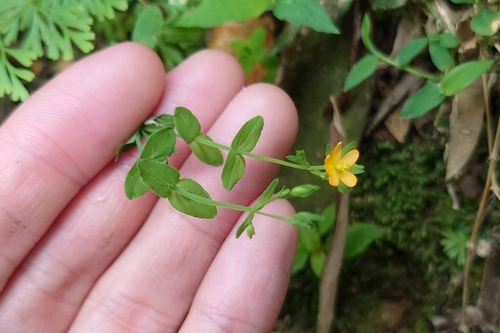 Hypericum japonicum (Hypericum japonicum)