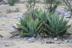 Agave