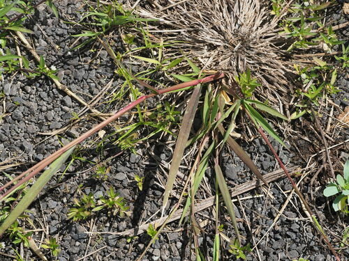 Eriochloa procera, 2024-03-04