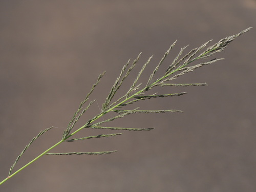 Diplachne fusca observed 2024-03-04