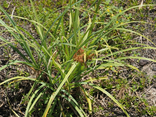 Image of Cyperus javanicus by (c) Kevin Faccenda, some rights reserved (CC BY)