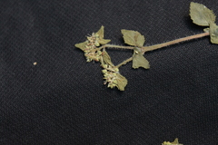 Euphorbia ophthalmica