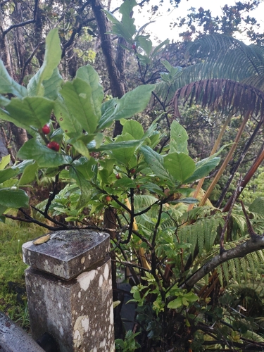 Image of Vaccinium calycinum by (c) Andrew Meeds, some rights reserved (CC BY)