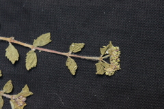 Euphorbia ophthalmica