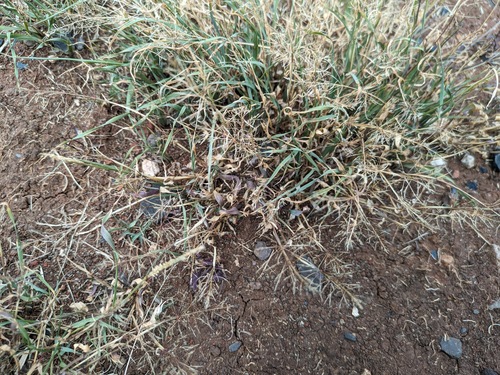 Madagascar Dropseed (Sporobolus coromandelianus)