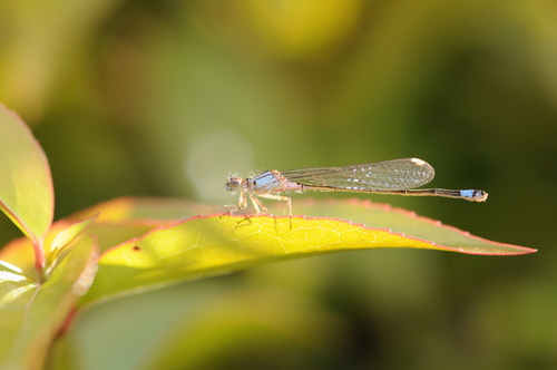 Pacific Forktail photo 6