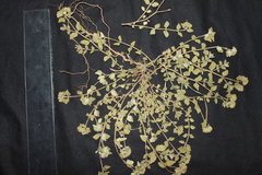 Euphorbia ophthalmica
