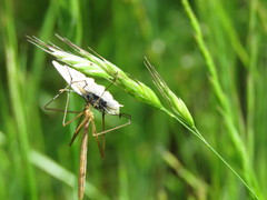 Apterobittacus apterus