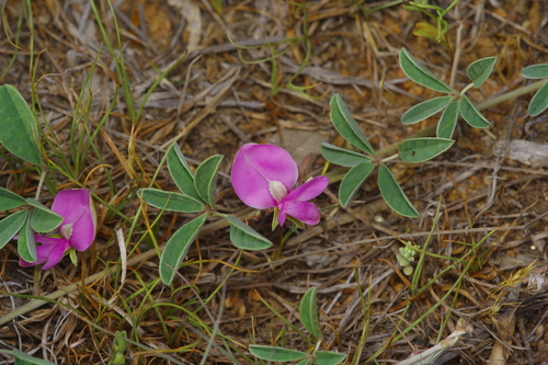 Image of Galactia heterophylla by (c) Michelle W. （鍾偉瑋）, some rights reserved (CC BY)