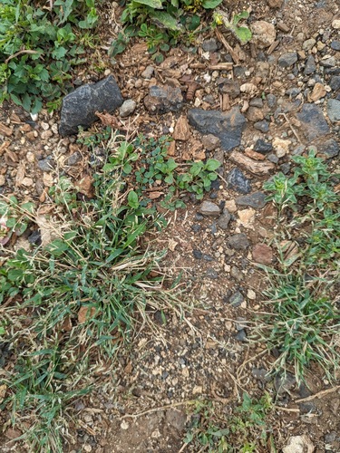 Eriochloa procera, 2024-03-10