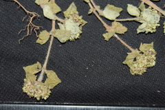 Euphorbia ophthalmica