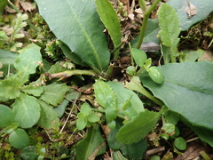 Ixeridium laevigatum