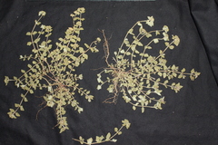 Euphorbia ophthalmica