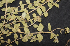 Euphorbia ophthalmica