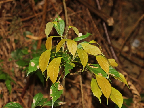 Meliosma squamulata iNat (1)