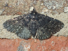 Metalectra tantillus