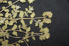 Euphorbia ophthalmica