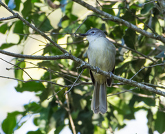 Yellow-Streaked Greenbul photo 2