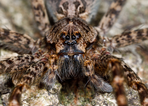 Dark Fishing Spider, photo 8 of 9