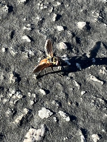 iNaturalist observation photo of Feather-legged Flies