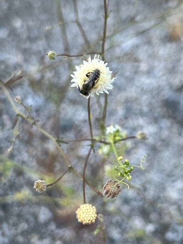 iNaturalist observation photo of Bees