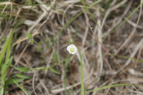Image of Bouchetia erecta by (c) Alex Karasoulos, some rights reserved (CC BY)
