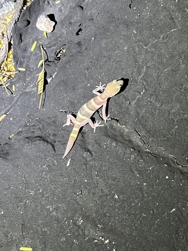 iNaturalist observation photo of Western Banded Gecko