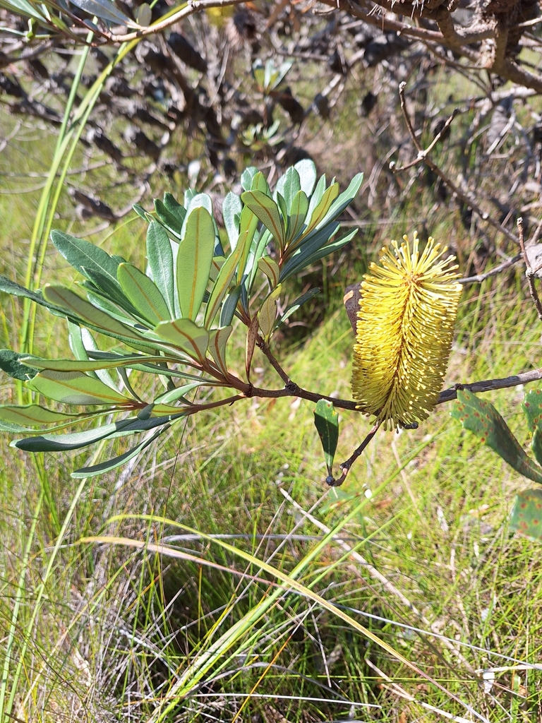 Banksia paludosa